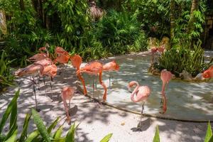 Pink flamingos in the shadow of trees in the park, Playa del Carmen, Riviera Maya, Yu atan, Mexico photo