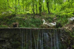 montaña río corriente cascada verde bosque paisaje naturaleza planta árbol selva selva foto