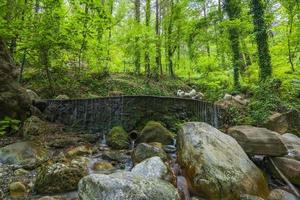 Mountain river stream waterfall green forest Landscape nature plant tree rainforest jungle photo