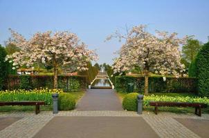 con árboles florecientes prunus triloba en el parque keukenhof en holanda foto