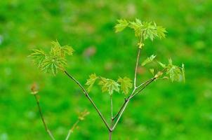 Branch of fresh young maple in Fulda, Hessen, Germany photo