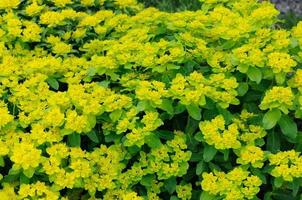 flores de color verde amarillo en fulda, hessen, alemania foto