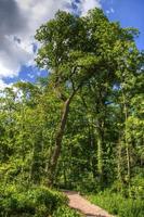 Tree in the forest, Ruedelsheim, Rhein-main-pfalz, Germany photo