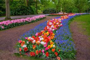 Colorful flowers paths, Keukenhof Park, Lisse in Holland photo