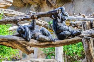 Chimpanzees, chim monkeys in Loro Parque, Tenerife, Canary Islan photo