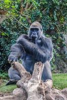 retrato de un gorila occidental de tierras bajas en loro parque, tenerife, foto