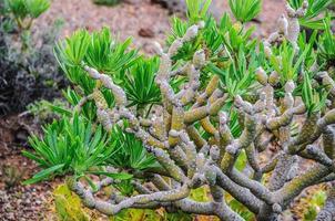 macro de plantas de cactus en tenerife, islas canarias. foto