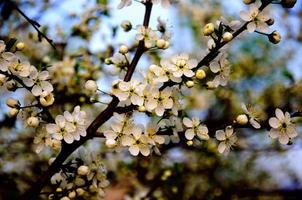 Blossoming apple tree branch with white flowers on blue sky background close-up photo