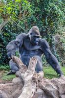 retrato de un gorila occidental de tierras bajas en loro parque, tenerife, foto