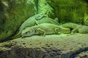 Silver gray lizzards in Loro Parque, Tenerife, Canary Islands. photo