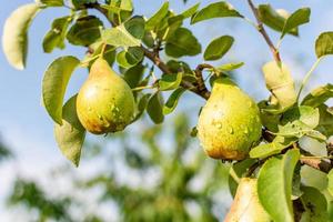 Pears in the garden on a branch after the rain. photo