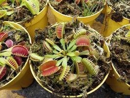 planta carnívora tropical atrapamoscas, especie nepenthes foto