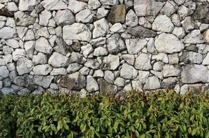 The green bush grow in front of a rough rock stone texture in the wall which is aged, grunge and dirty photo