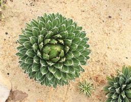 Cactus growing in the sand top view photo