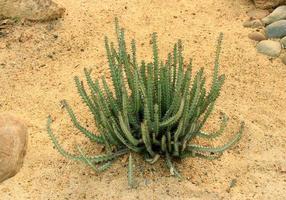 cactus creciendo en la arena foto