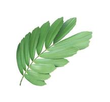 clump palm leaf ornamental plant isolated on white background photo