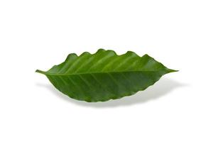 Arabica coffee leaf isolated on a white background photo