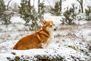 Funny corgi dog in the snow photo