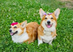 Two cute corgis posing in the park photo