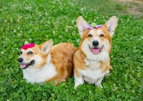 dos lindos corgis posando en el parque foto