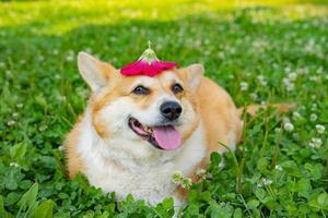 Portrait of funny corgi dog outdoors in the park photo