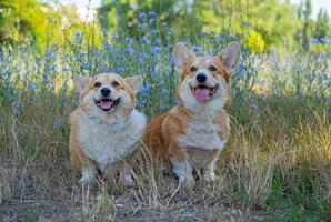 Two cute corgis posing in the park photo