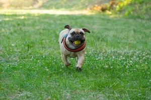 French Bulldog play play with ball photo