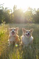 dos lindos corgis posando en el parque foto