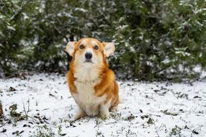 gracioso perro corgi en la nieve foto