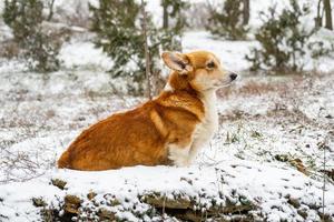 gracioso perro corgi en la nieve foto