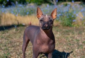 Xoloitzcuintle dog portrait photo