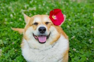 Portrait of funny corgi dog outdoors in the park photo