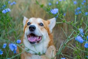 Portrait of funny corgi dog outdoors in the park photo