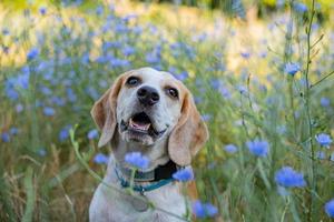 beagle dog portrait photo