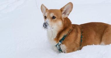 Funny corgi dog in the snow photo