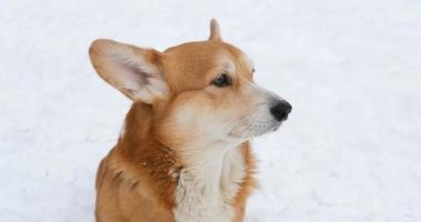 Funny corgi dog in the snow photo