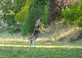 perro beagle juega con la pelota en la hierba foto