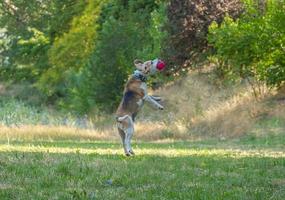 perro beagle juega con la pelota en la hierba