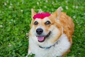 Portrait of funny corgi dog outdoors in the park photo