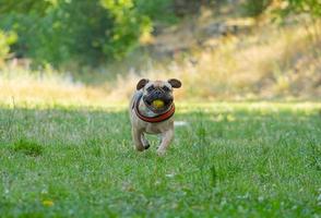 bulldog francés jugar jugar con pelota foto