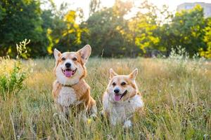 dos lindos corgis posando en el parque foto