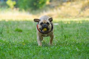 bulldog francés jugar jugar con pelota foto