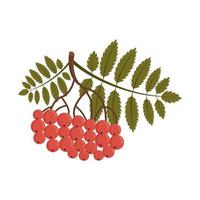 Autumn rowan branch with leaves and fruit. Vector isolated illustration on white background.