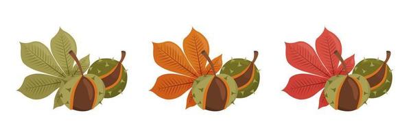 Autumn collection of chestnuts with leaves. Vector isolated illustration on white background.