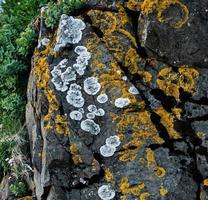 organismos vivos de islandia foto