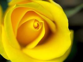 Close-up of a Yellow Rose photo