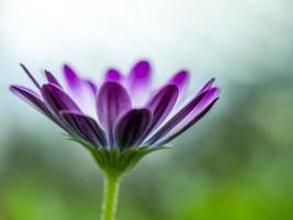 Side view of a Purple Daisy photo