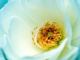 Close-up view of a Blue Flower photo