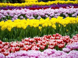 Rows of different tulips photo