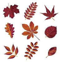colección de hojas de otoño brillantes. ilustración vectorial en estilo plano, aislada en fondo blanco vector
